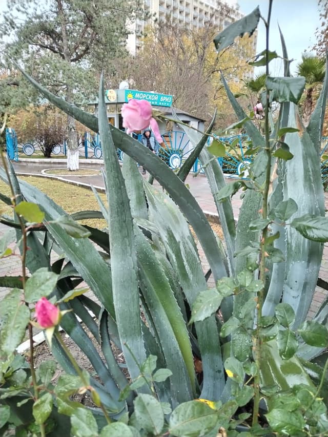 Я люблю Адлеркурорт