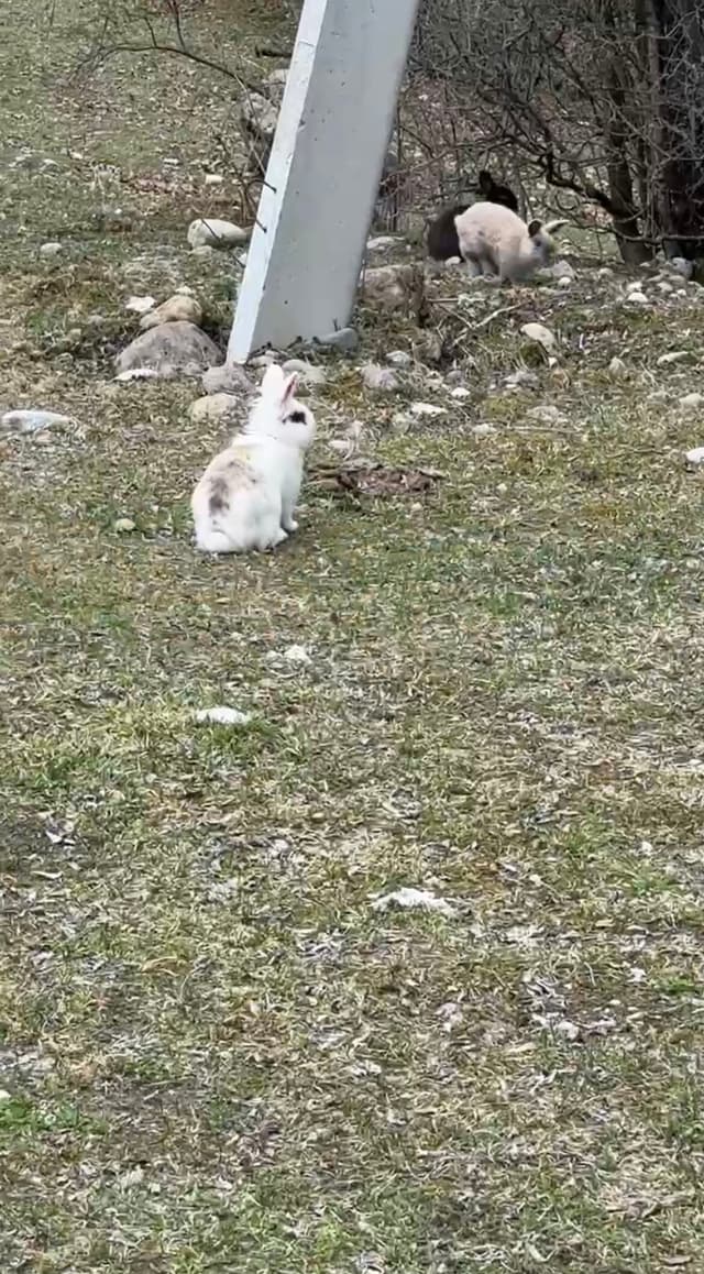 Парк Альпак Симба