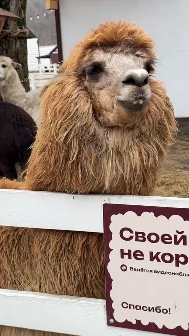 Парк Альпак Симба