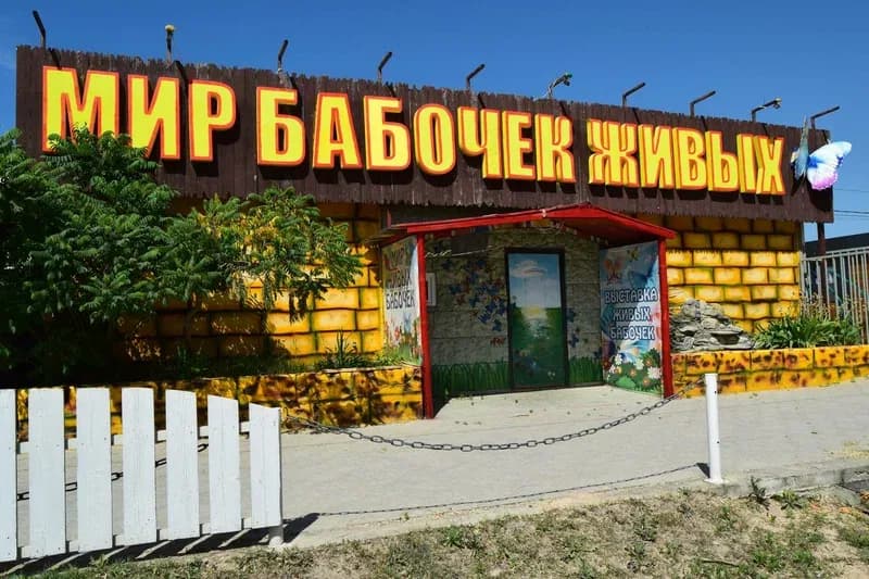Мир бабочек живых