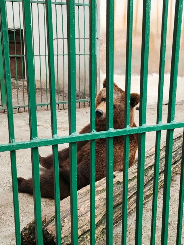 Зоопарк