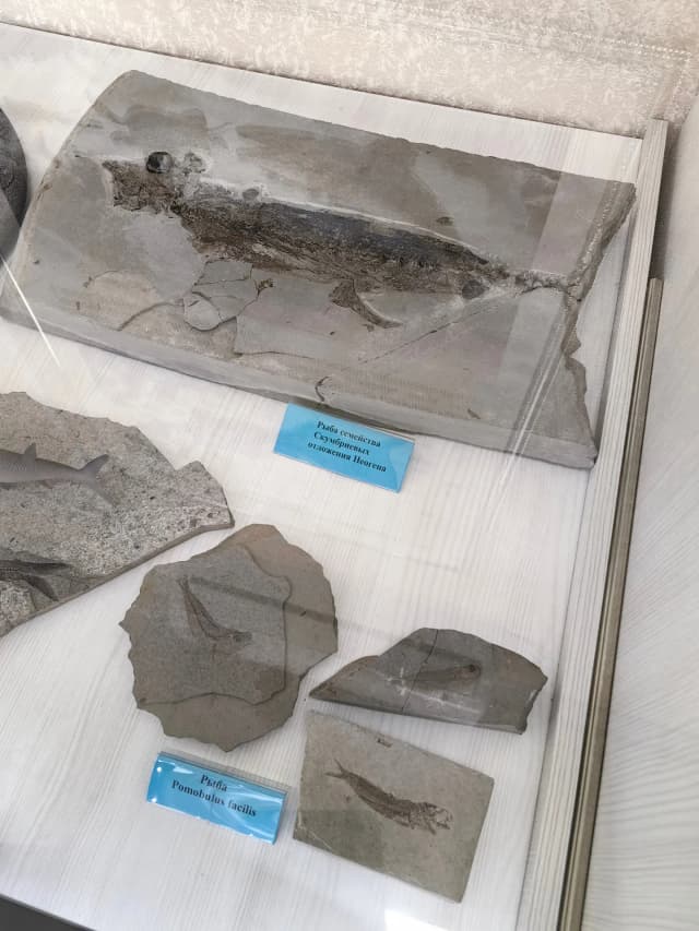 Выставка аммонитов