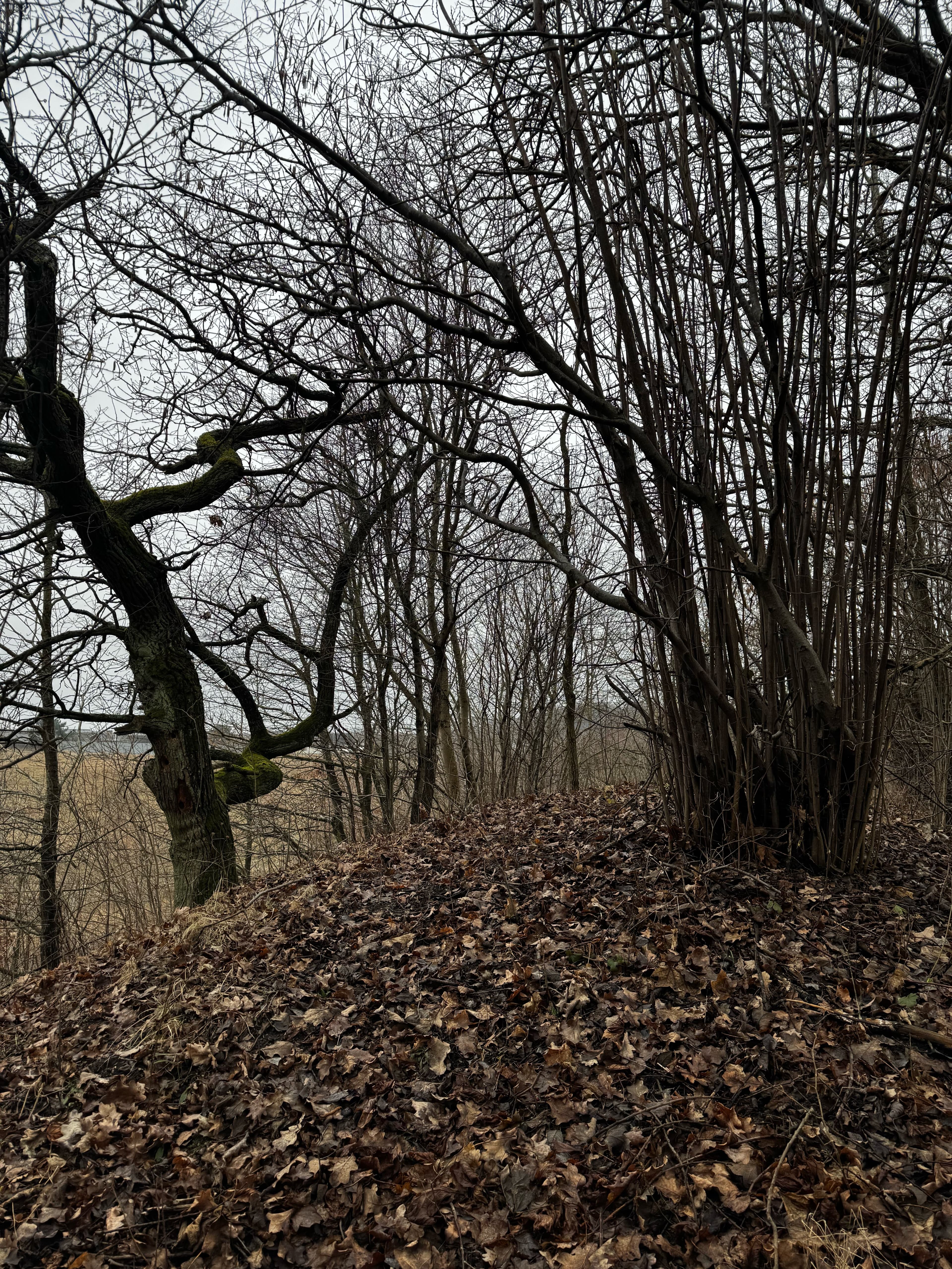 Городище Шанценберг-Гермау