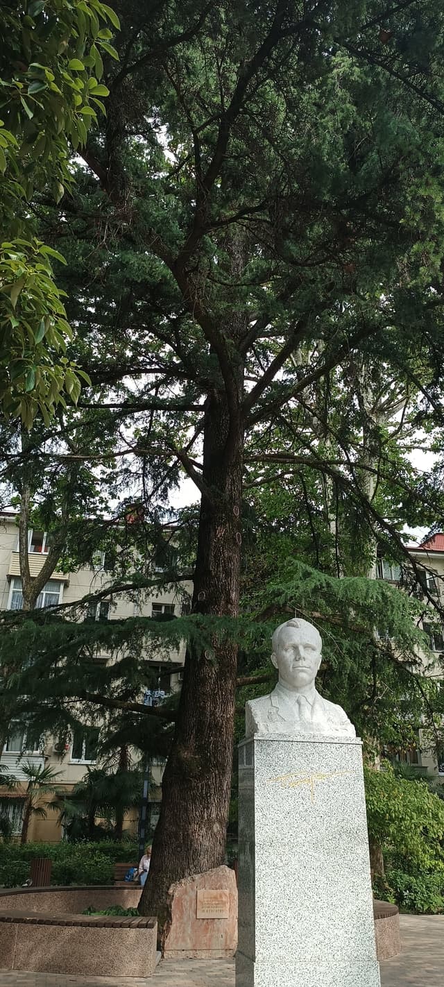 Кедр гималайский Ю.А. Гагарина