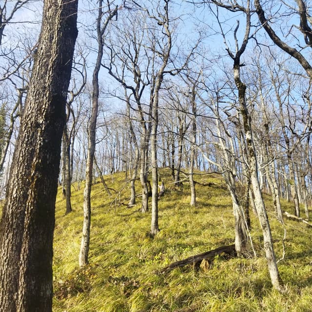 Гора Флагох