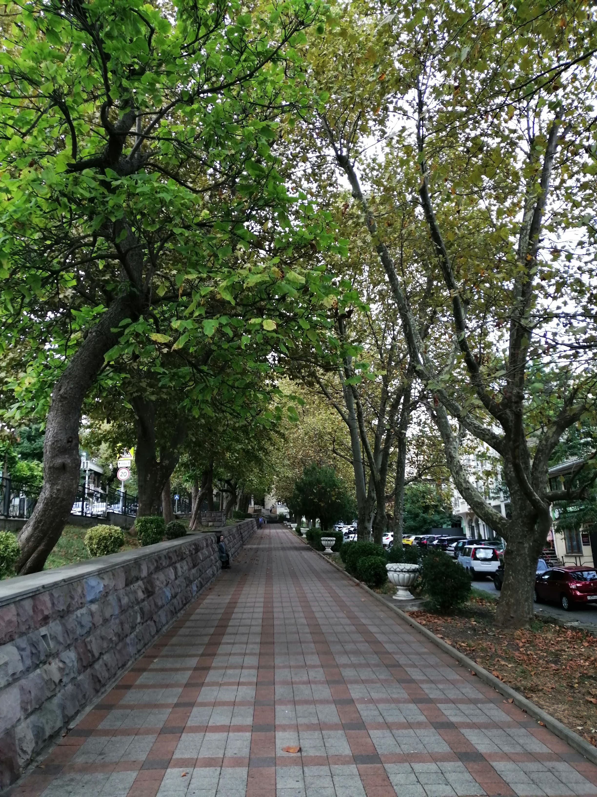 Платановая аллея