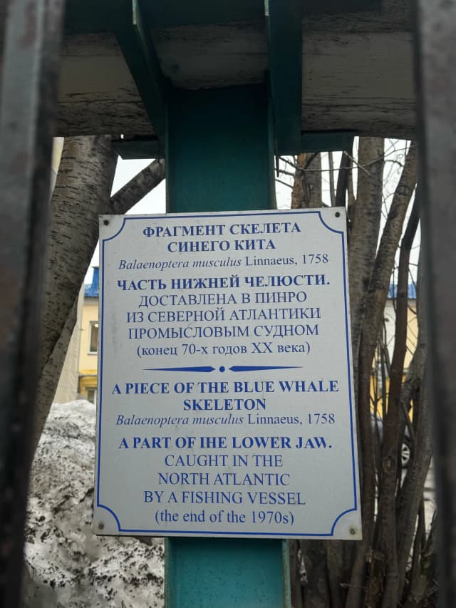 Челюсть синего кита