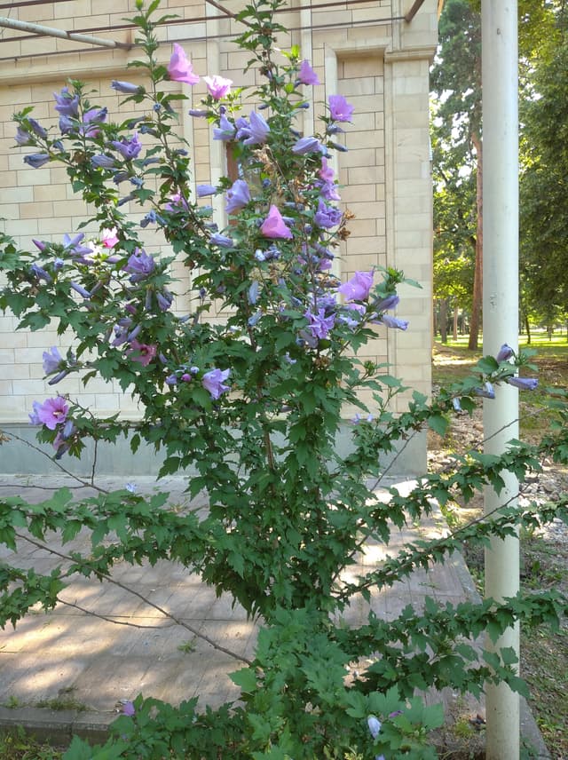 Звездный камень