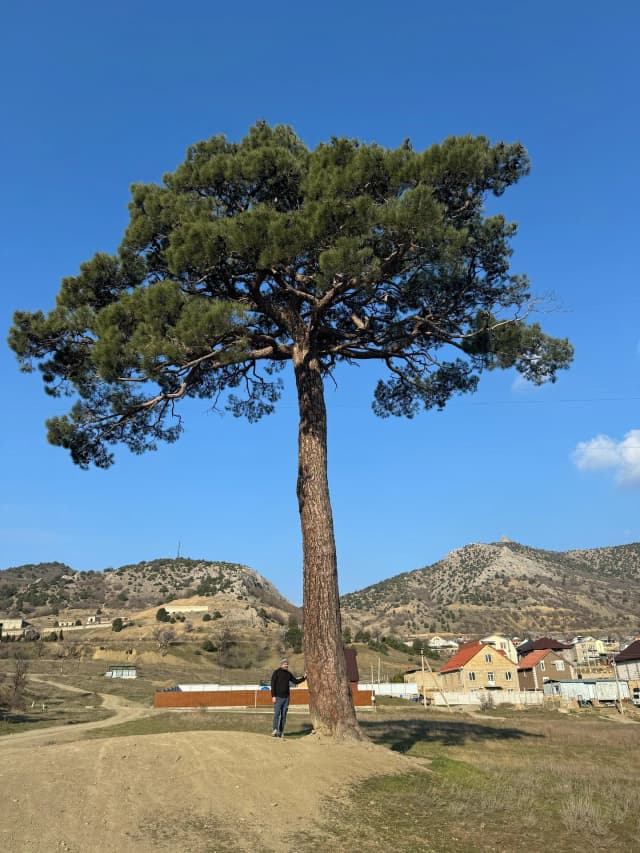 Огромная Старинная Сосна