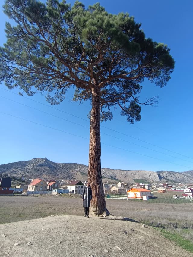 Огромная Старинная Сосна