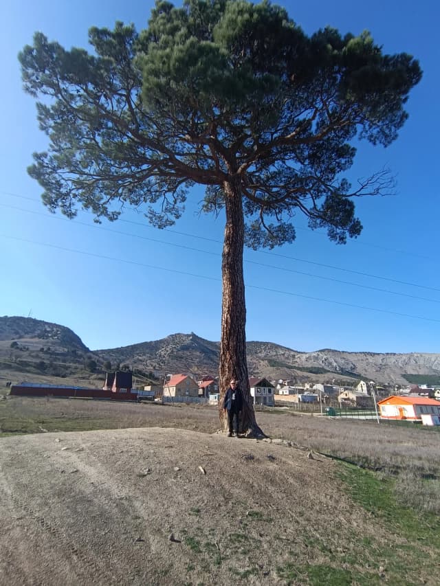 Огромная Старинная Сосна