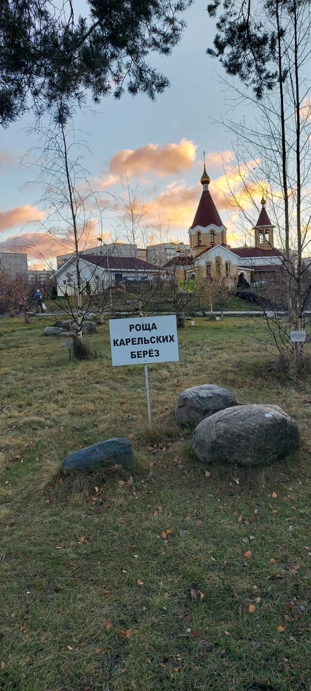 Роща карельских берёз