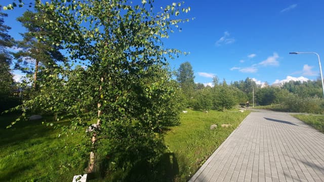 Роща карельских берёз