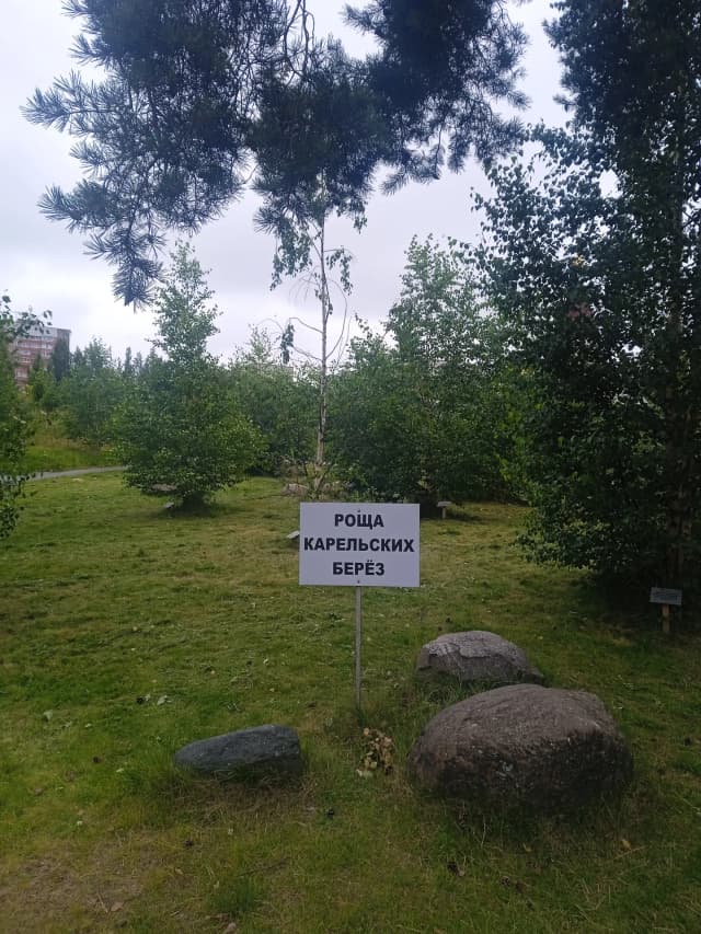Роща карельских берёз