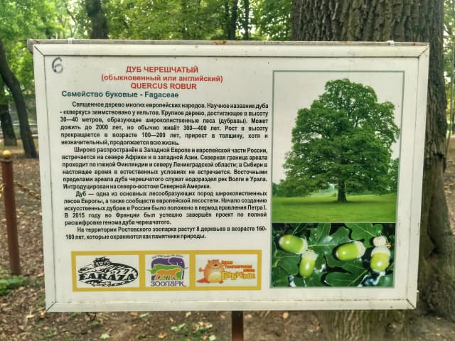 Дуб черешчатый