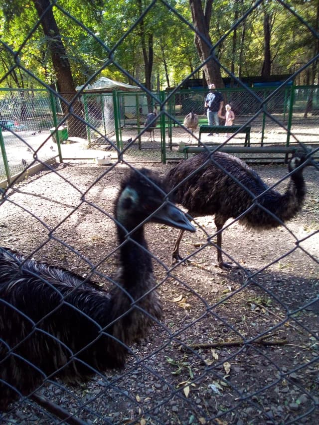 Страусиное подворье