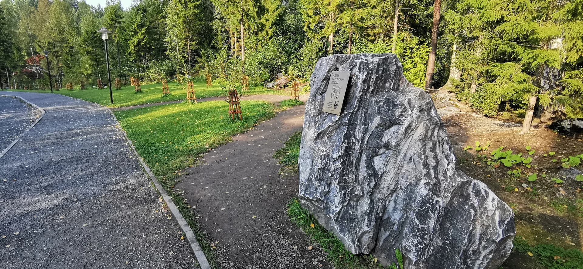 Аллея карельской берёзы