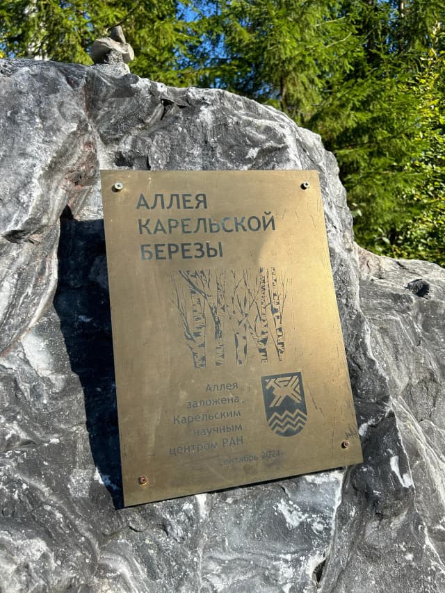 Аллея карельской берёзы