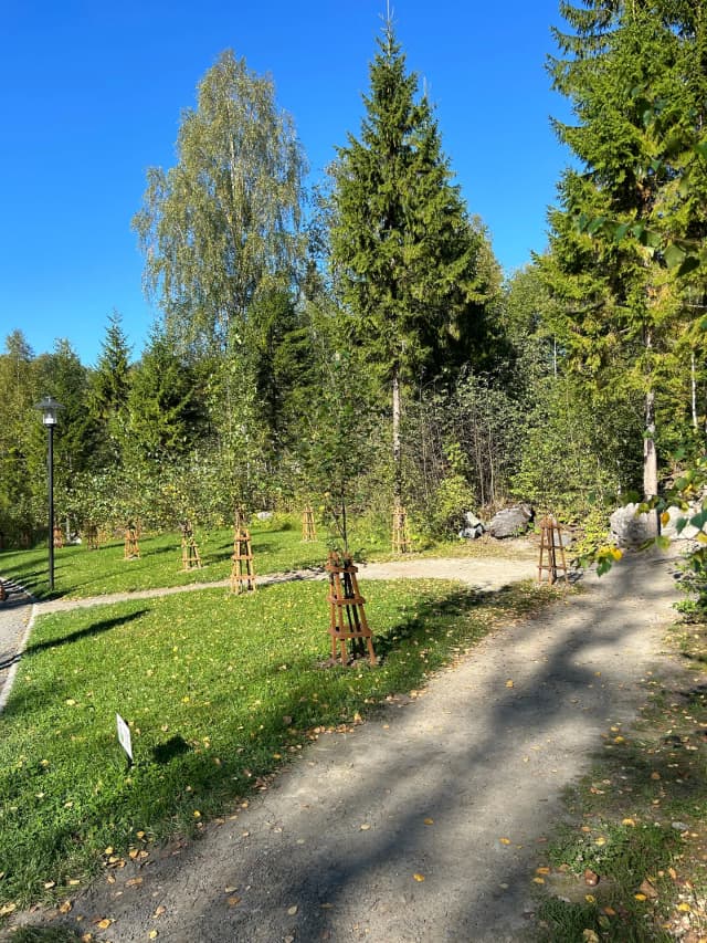 Аллея карельской берёзы