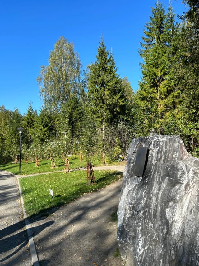 Аллея карельской берёзы