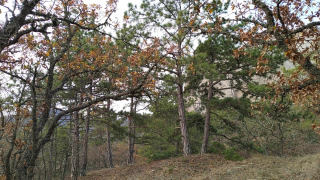 Гора Парсук-Кая 544 метра
