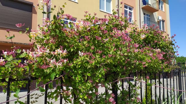Рыбацкое поселение Ной Вангенкруг