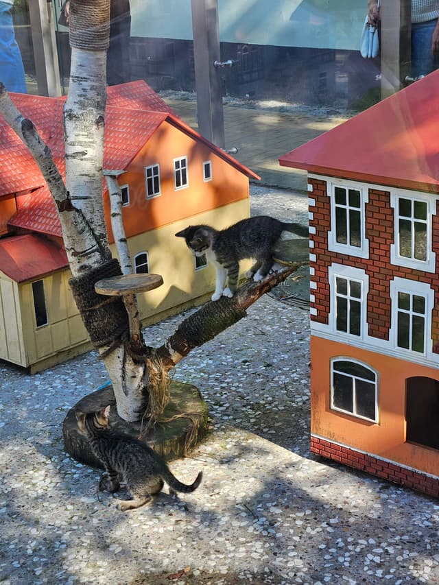 Домики кошек