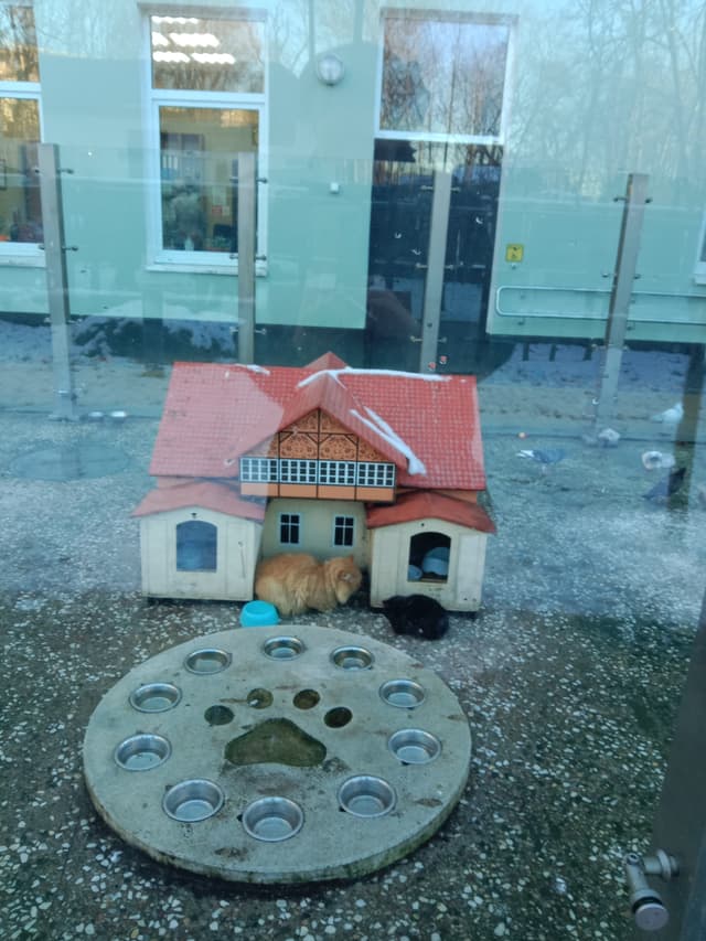 Домики кошек