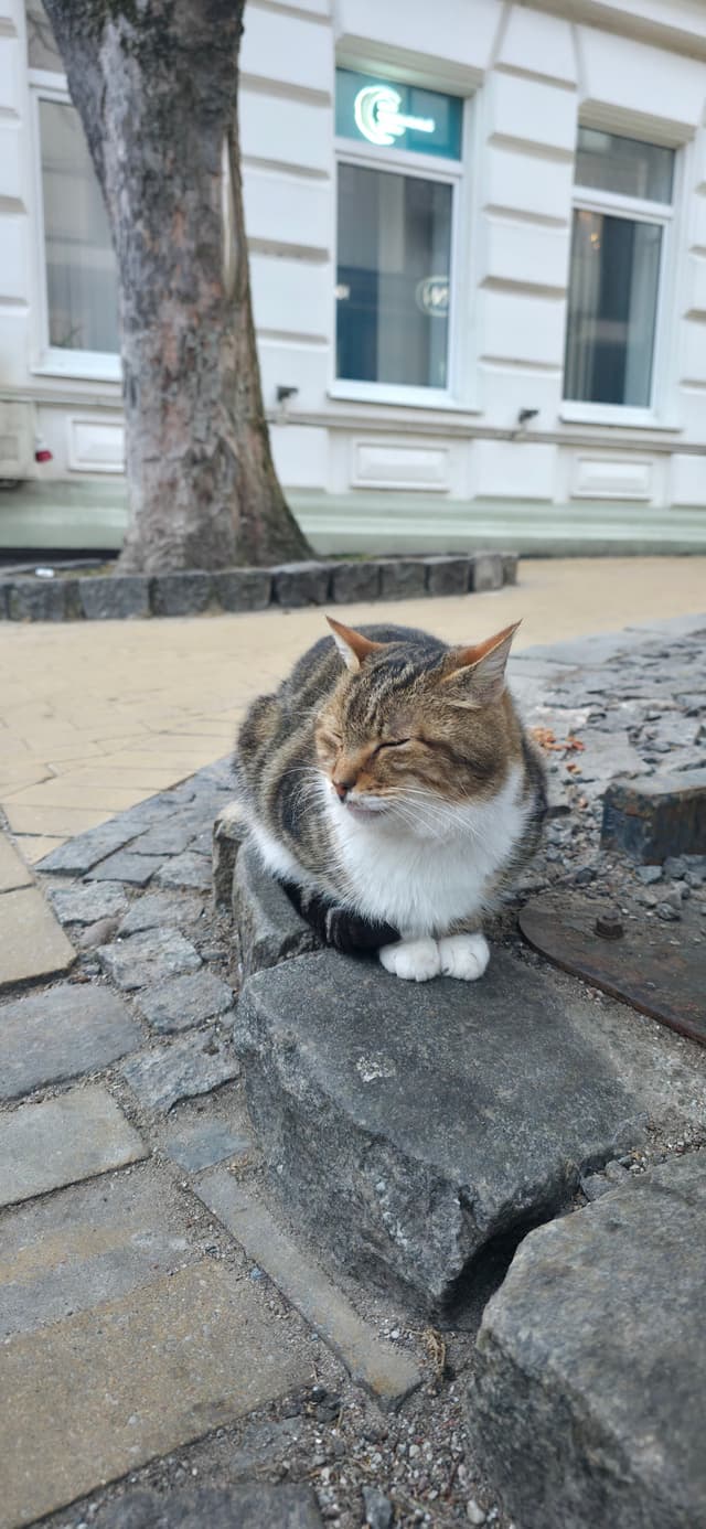 Домики кошек