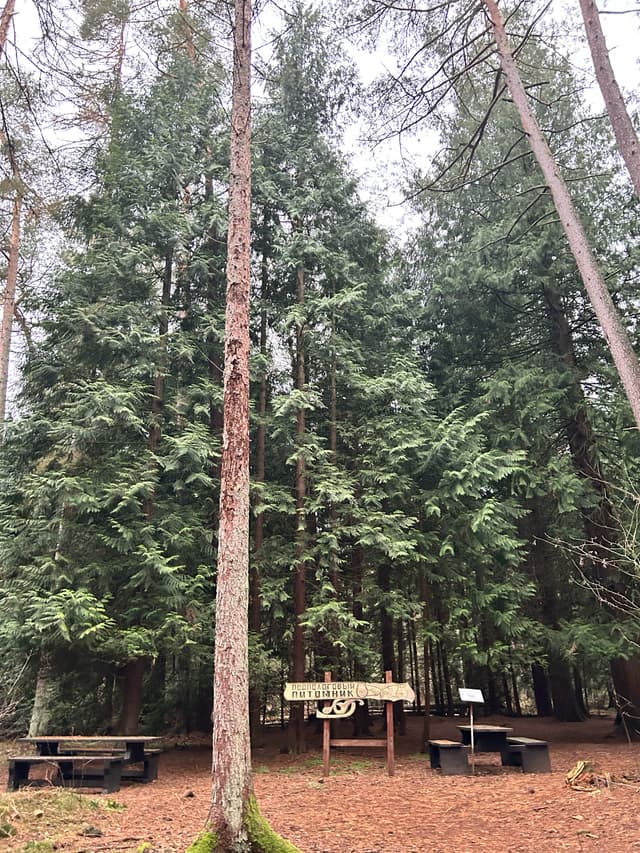 Королевский лес