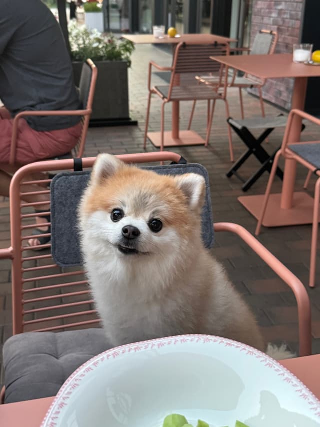 Pazzi bistro