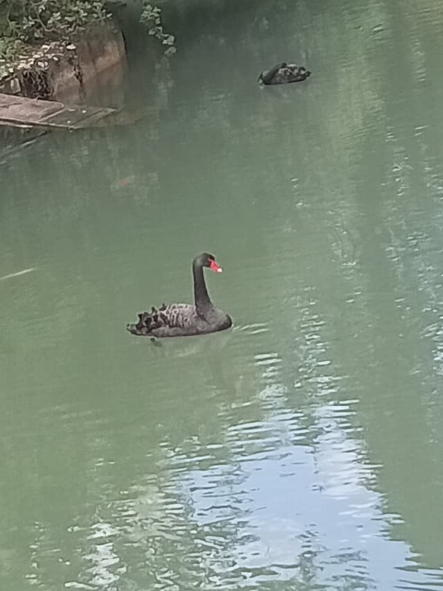Грот