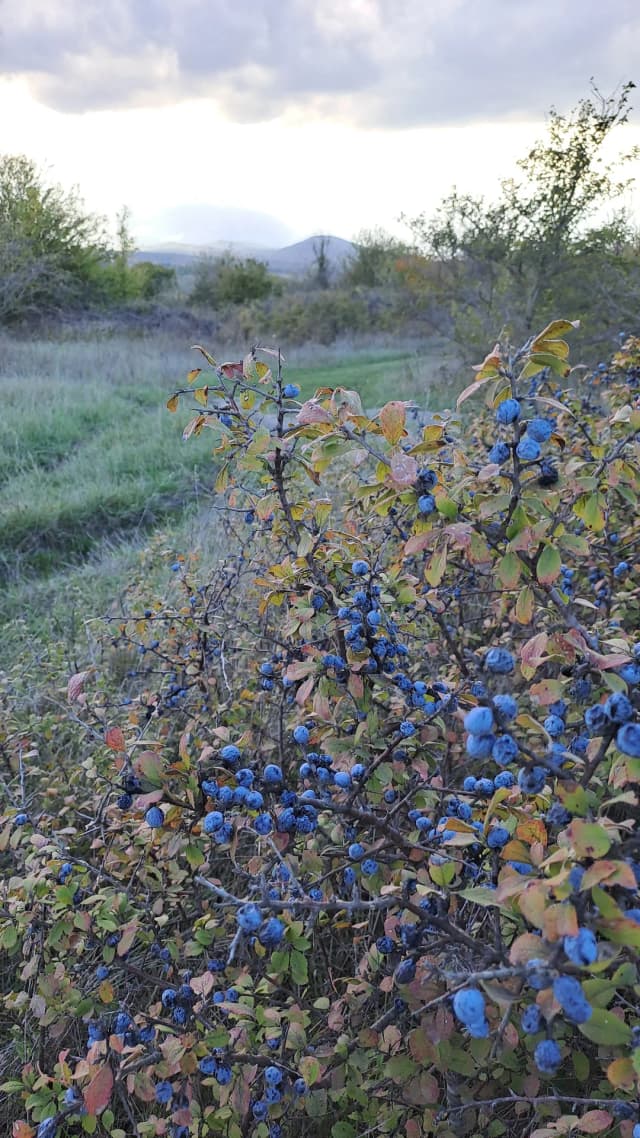 Раевское городище