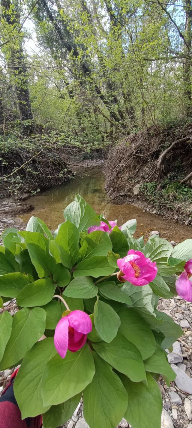 Мельничная щель