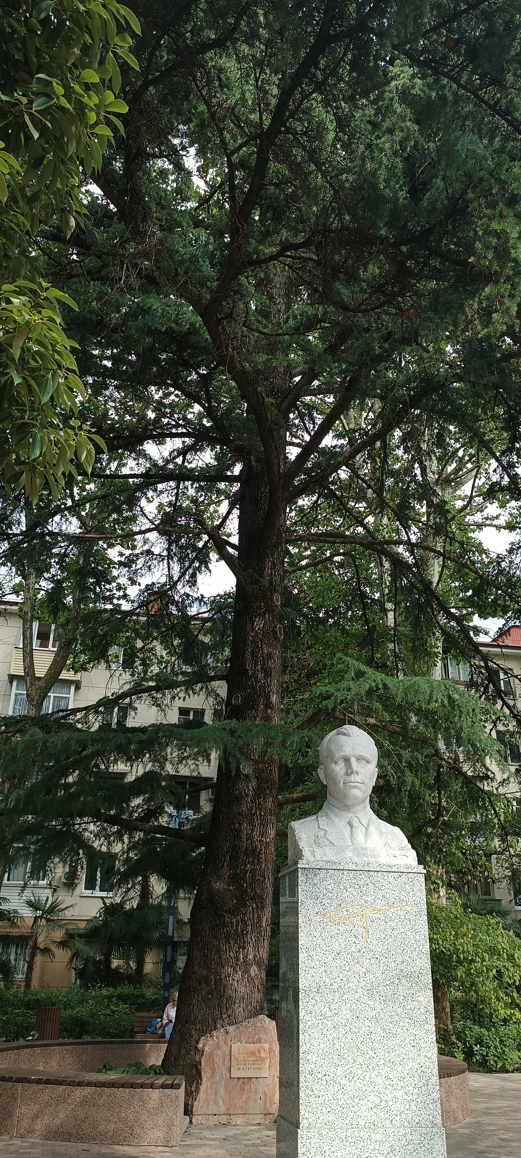 Кедр гималайский Ю.А. Гагарина