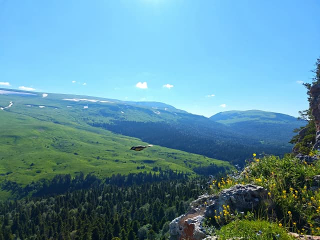 Альпийские луга