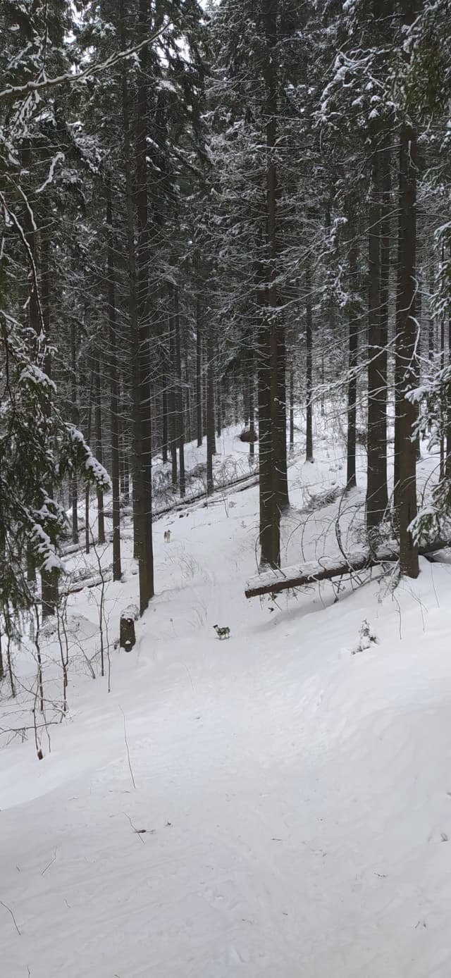 Гора Рыбка