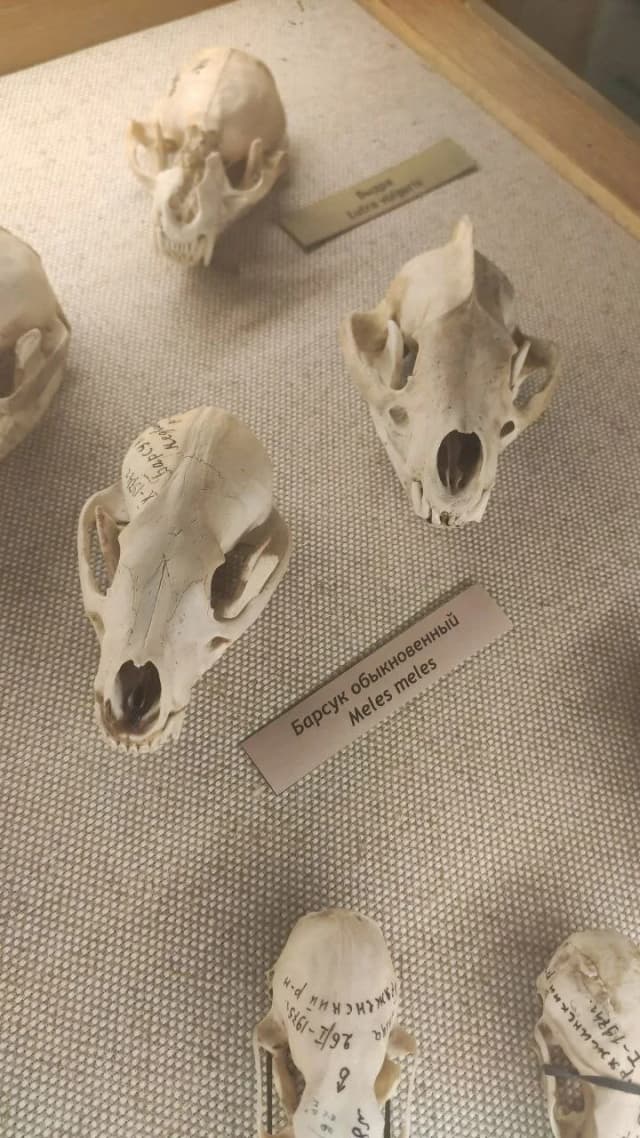 Музей прикладных экологических исследований