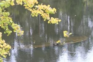 Судно, затонувшее во время Великой Отечественной войны