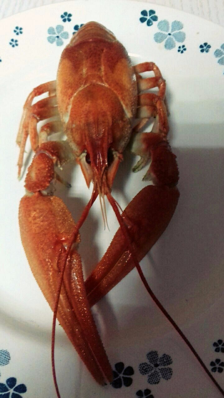 Раки Сочи